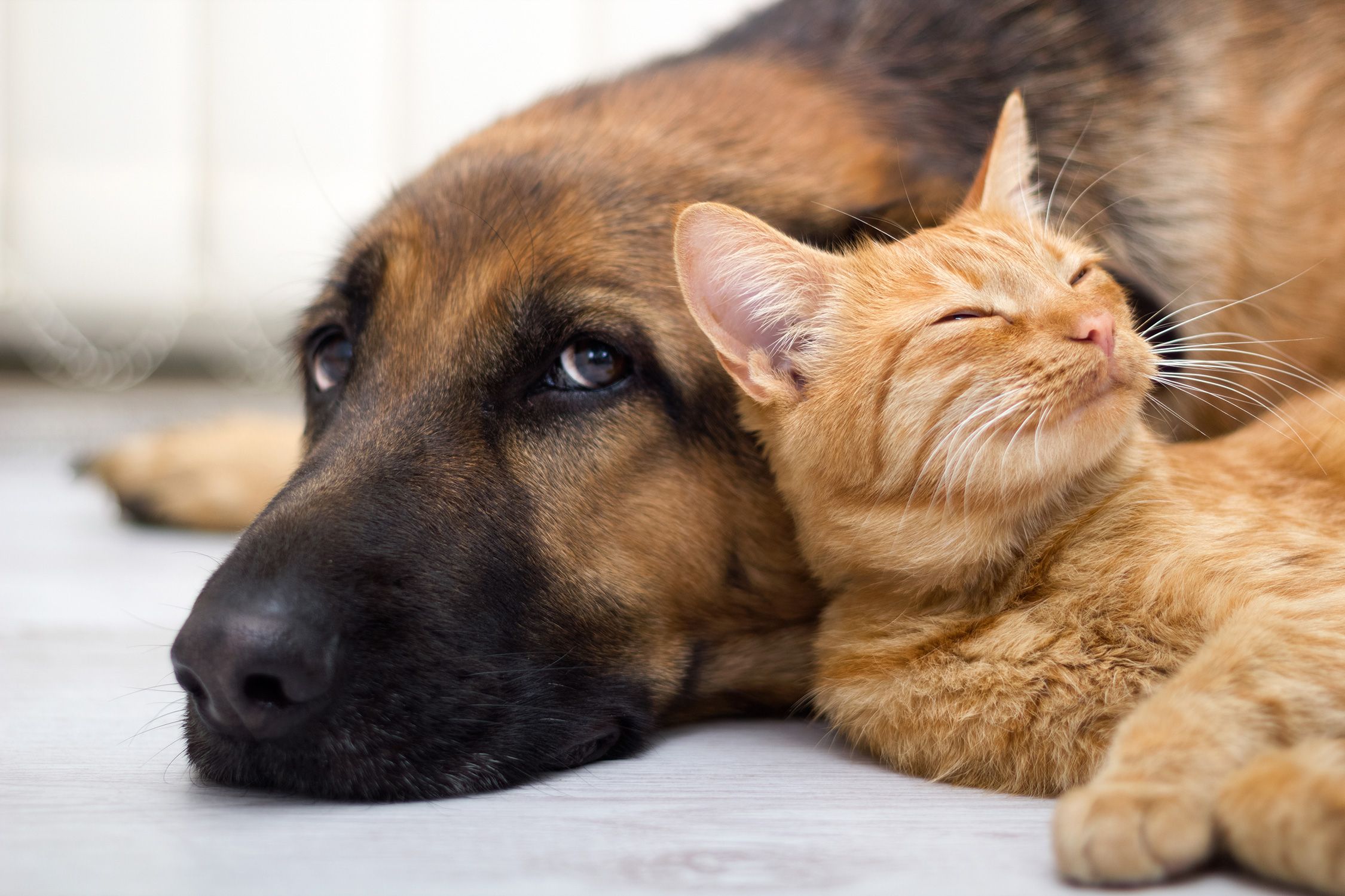 Katze schläft an Hund gekuschelt