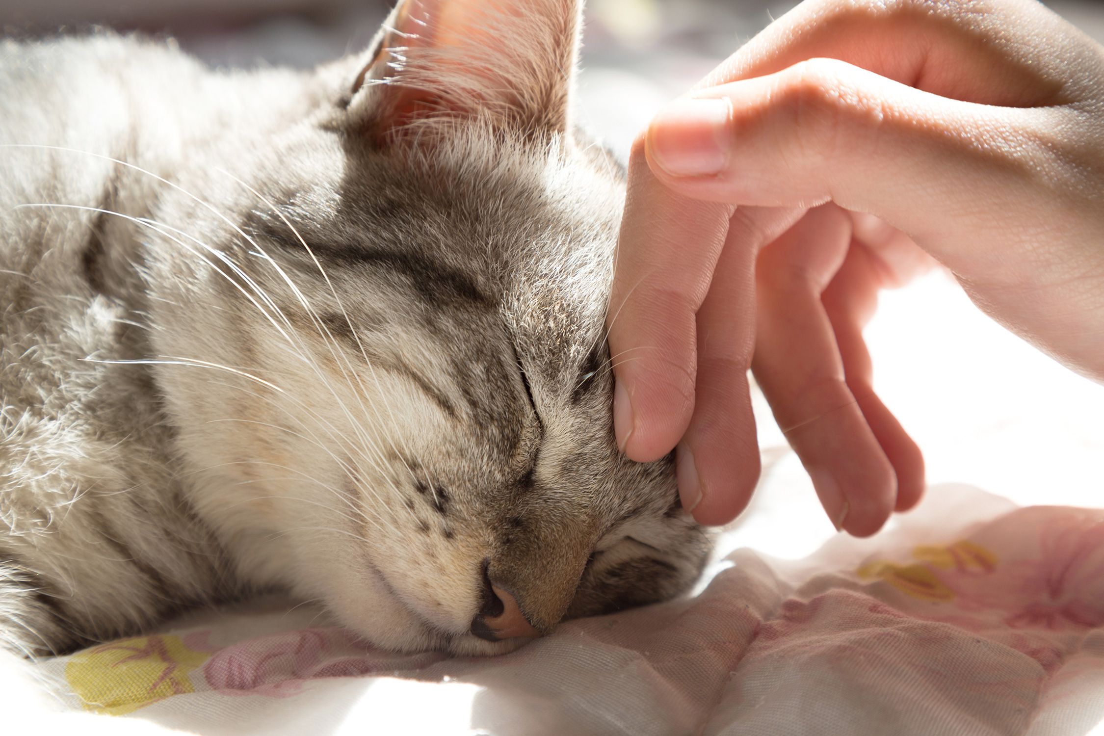 Katze wird am Kopf gestreichelt